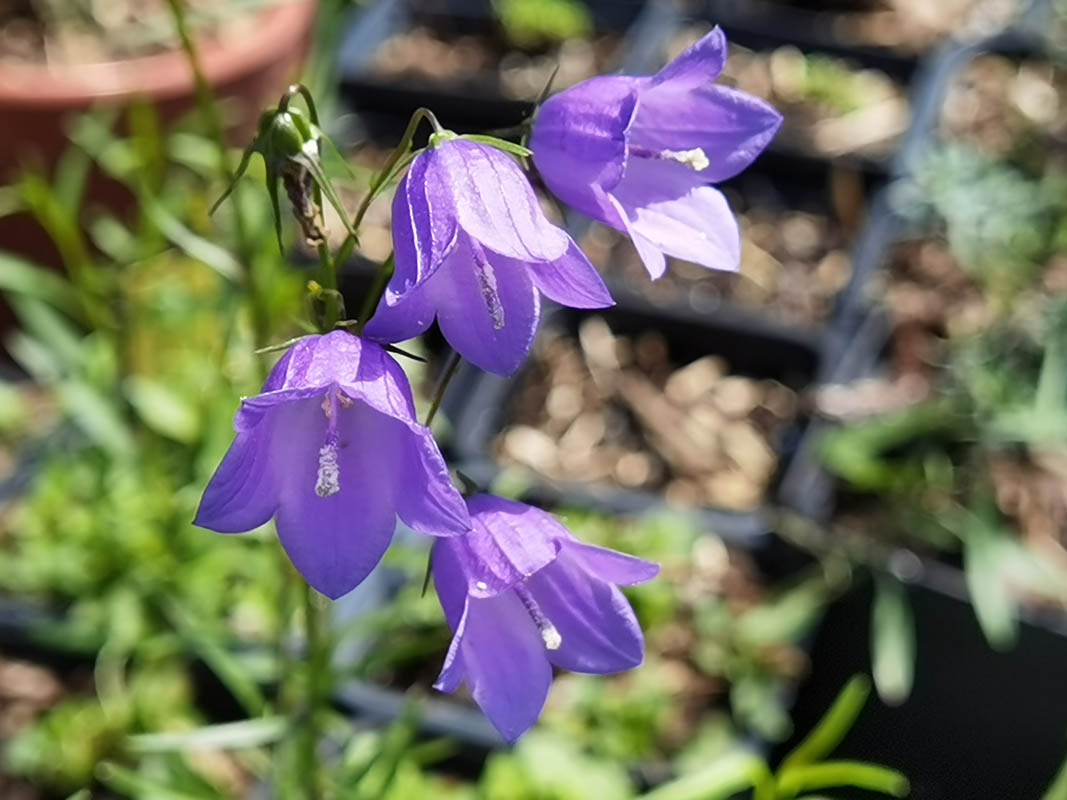Campanula rotundifolia